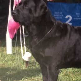 Cavalier King Charles Spaniels and Labrador Retrievers from Borador Kennels