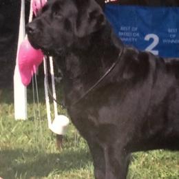 Cavalier King Charles Spaniels and Labrador Retrievers from Borador Kennels