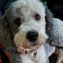 Kandy - Sheepadoodle