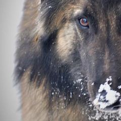 Belgian Tervuren from Jennifer Evans' Belgian Tervurens