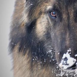 Belgian Tervuren from Jennifer Evans' Belgian Tervurens