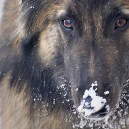 Belgian Tervuren from Jennifer Evans' Belgian Tervurens