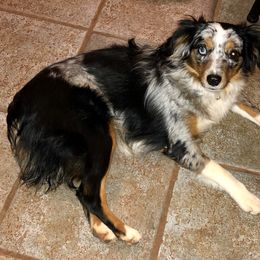 LadyBug - Miniature Australian Shepherd