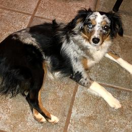 LadyBug - Miniature Australian Shepherd