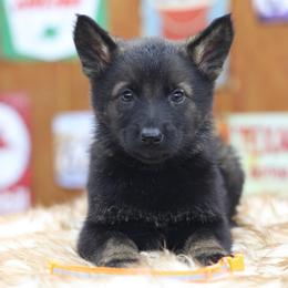 Orange collar - Sable female German Shepherd puppy in Philippi, West Virginia from Vom Haus Highlands