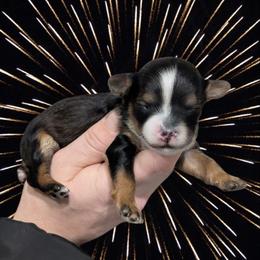 Midnight - Black and tan male Yorkipoo puppy in Coshocton, Ohio from Forever Family Puppies