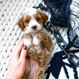 Hemlock - Red  male Goldendoodle puppy in Springville, Utah from Happy Doodle