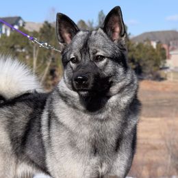 Norwegian Elkhounds from Aspen Norwegian Elkhounds