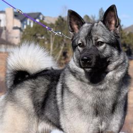 Norwegian Elkhounds from Aspen Norwegian Elkhounds