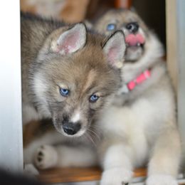 Siberian Husky Puppies from SoFlo Siberians