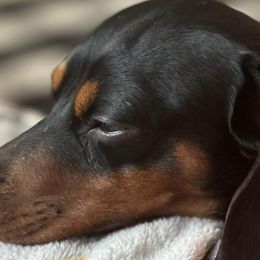 Leo - Dachshund