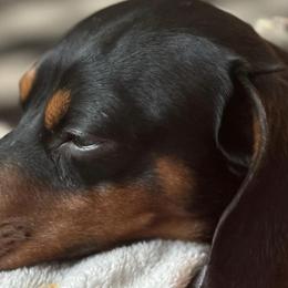 Leo - Dachshund