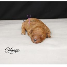 Mango - Red  male Goldendoodle puppy in Mancelona, Michigan from Lavender poodles & doodles
