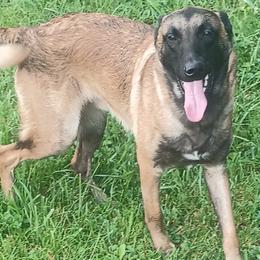 Loki - Belgian Malinois