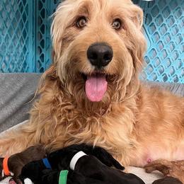 Goldendoodles and Poodles from Doodles & Poodles by Tiki