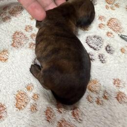 Dachshund Puppies from Witchy Woman’s Wiener’s