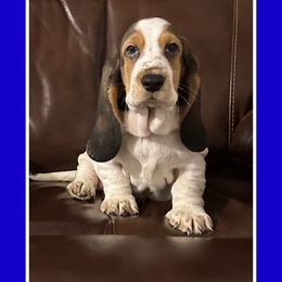 Girl 6 - Black white and brown Basset Hound puppy in Columbia, South Carolina from Pawmetto Hounds