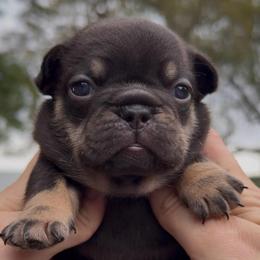 Cocoa and Tan Girl (solid) - Liver female French Bulldog puppy in Gulf Breeze, Florida from SW Frenchies