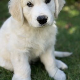 Golden Retriever Puppies from MYSnowAngels