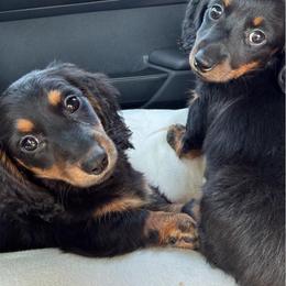 Dachshund puppies from Dixie Chic Frenchies , Dachshunds & Poodles