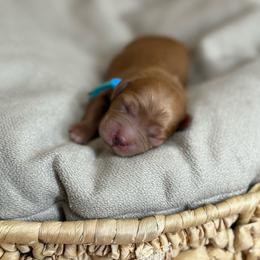 Blue Collar - Red  male Goldendoodle puppy in St. George, Utah from Dashing Doodle Pups