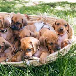 Rhodesian Ridgeback Puppies from Alta Ridgebacks