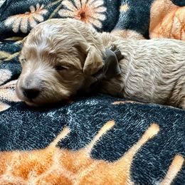 Frost - Apricot male Poodle puppy in Adolphus, Kentucky from Deerly Poodles