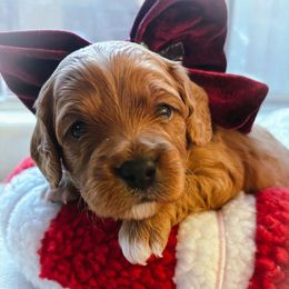 Eve - Red female Cavapoo puppy in Tucson, Arizona from Cavapoo Puppy Parade