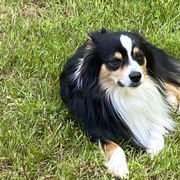 Miniature Australian Shepherds from Tincture of Thyme