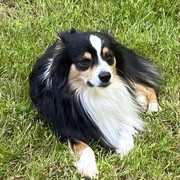 Miniature Australian Shepherds from Tincture of Thyme