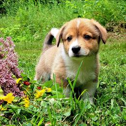 Samuel Adams - Sable male American Corgi puppy in Gouverneur, New York from St. Lawrence Corgis