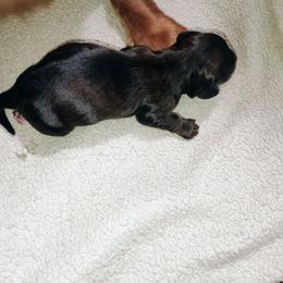 Muffin - Black and cream female Dachshund puppy in Stroudsburg, Pennsylvania from Bella's Weenie Haven