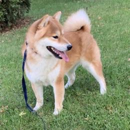 Budokan - Red male Shiba Inu puppy in Winthrop, Minnesota from Kayobi Shibas