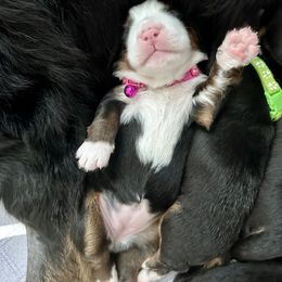 Bernese Mountain Dog Puppies from Red Bridge Berners