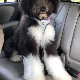 Australian Shepherd, Goldendoodle, and Poodle All Grown Up from Country Poos and Dos