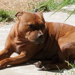 Honey  - Staffordshire Bull Terrier