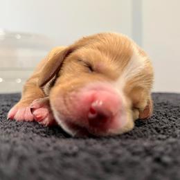 Skittles - Black white and brown female Basset Hound puppy in Kingsport, Tennessee from Bear’s Bassets