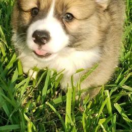 American Corgis from Circle Star Corgis