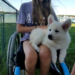 Berger Blanc Suisse Puppies from Nasha Comanda White Swiss Shepherds