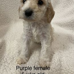 Labradoodle Puppies from Doodle Bug Love