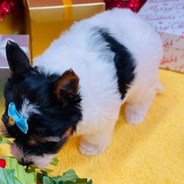 AKC - Ellie 3500 - Black tan and white female Biewer Terrier puppy in Douglas, Georgia from Heartland small breeds