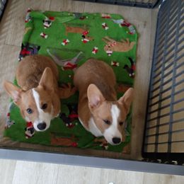 Sapphire - White and red female Pembroke Welsh Corgi puppy in Wildersville, Tennessee from Robbie's Hobby Corgi's
