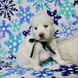 Eskimo (M6) - White male Siberian Husky puppy in Lunenburg, Vermont from SNOW WOOLY HUSKY