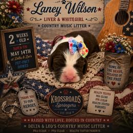 Laney Wilson - Liver and white female English Springer Spaniel puppy in Cookeville, Tennessee from Krossroads Kennel