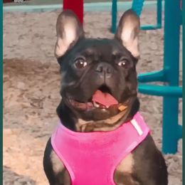 COOKIE MONSTER - French Bulldog