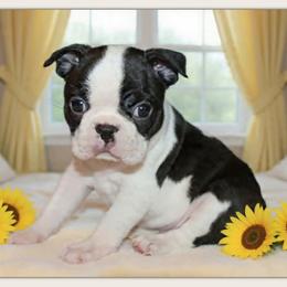 Fanta - Black and white female Boston Terrier puppy in North Central, Vermont from Windy Valley’s Bostons