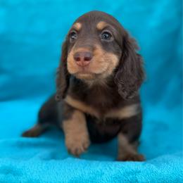Beckett - Chocolate and tan male Dachshund puppy in Lincoln, Arkansas from Red Dirt Dachshunds