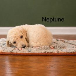 Neptune - White male Poodle puppy in Greenwich, New York from MizzElle’s Standard Poodles