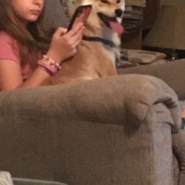 Dottie - Shiba Inu