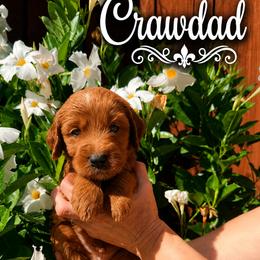 White collar boy - Red  male Goldendoodle puppy in Fairfield, California from Twin Sisters Doodles